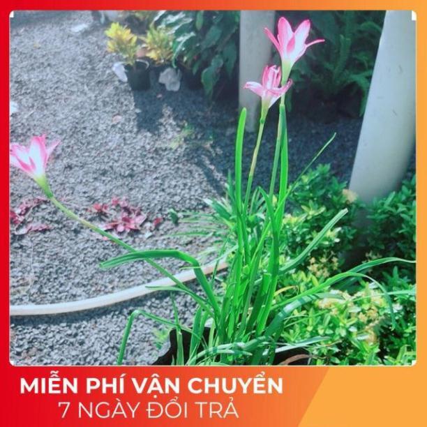 Hoa Huệ Mưa