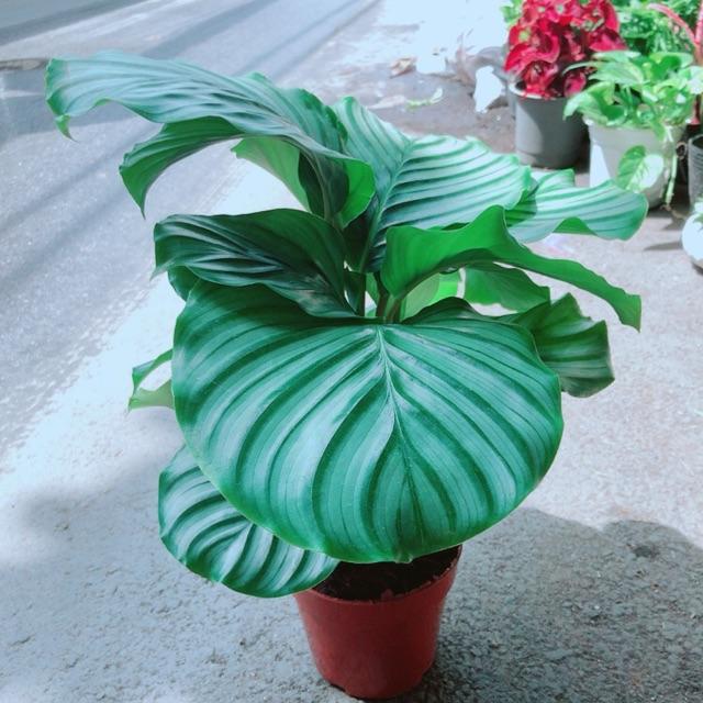 Đuôi Công Táo Xanh