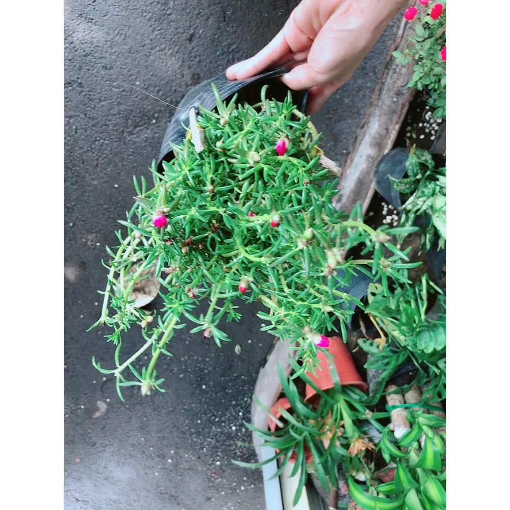 Hoa Mười Giờ Đẹp