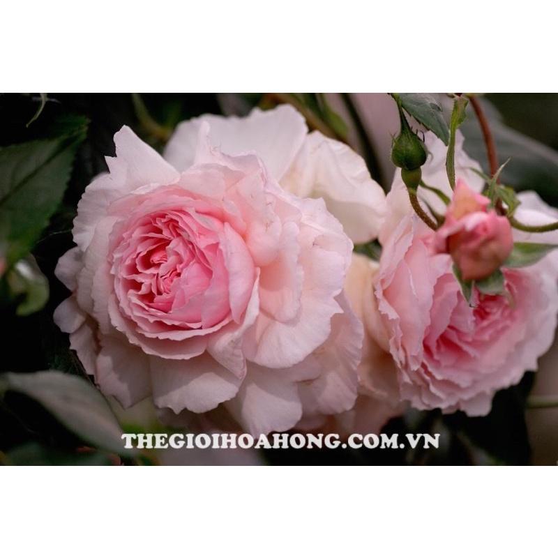 Chậu hoa hồng The Wedgood Rose - hồng leo, hoa thơm