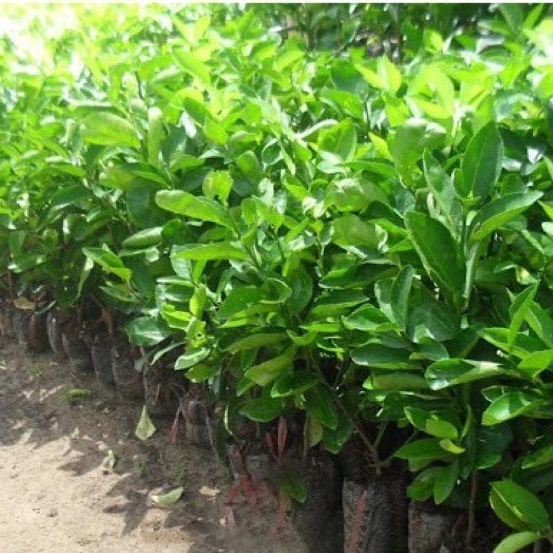 Cây giống chanh đào cho quả rất thơm, mọng nước, ruột hồng.