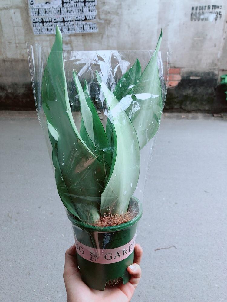 Cây Lưỡi Hổ Bạc