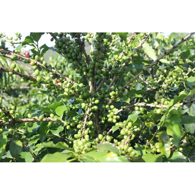 Cây cà phê giống robusta ghép siêu trái