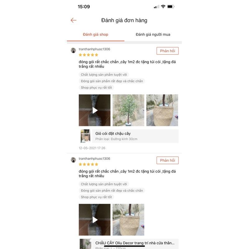 Cây Oliu, ô Liu giả decor trang trí thân gỗ