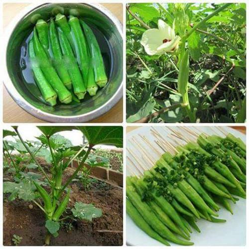 Hạt Giống Đậu Bắp Xanh Cao Sản 15 Gr