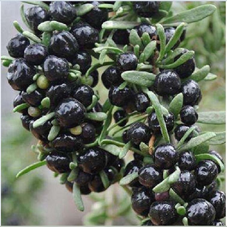 Hạt Giống Hắc Kỷ Tử Black Gojiberry - gói 50 Hạt