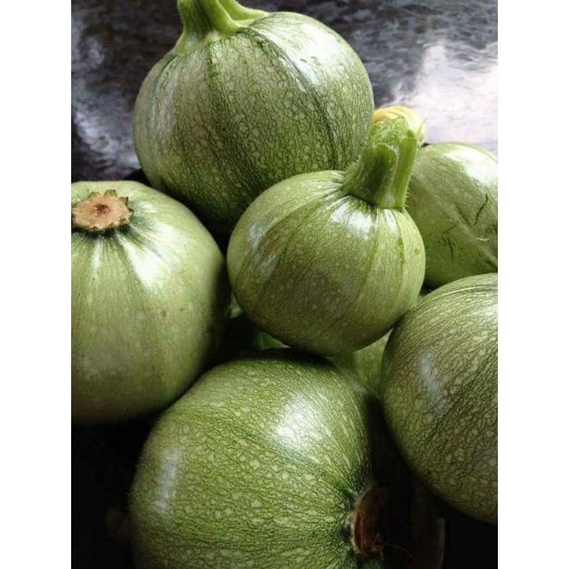 Hạt giống Bí ngòi tròn