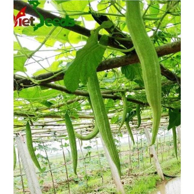 Hạt giống lặc lày - mướp mèo - 1 gói 10 hạt