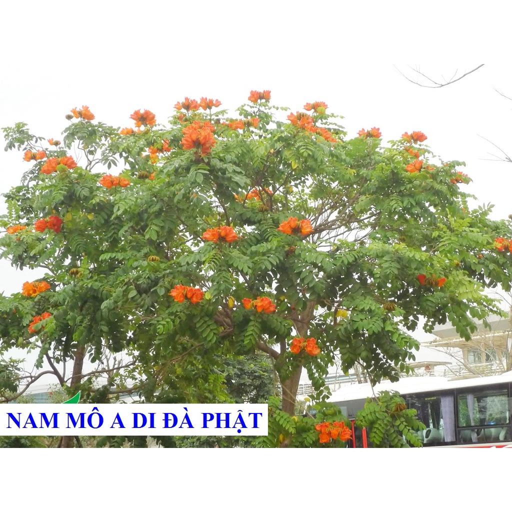 250 GRAM HẠT GIỐNG CÂY SÒ ĐO CAM  - HẠT ĐẸP TUYỂN CHỌN BAO NẢY MẦM. .(