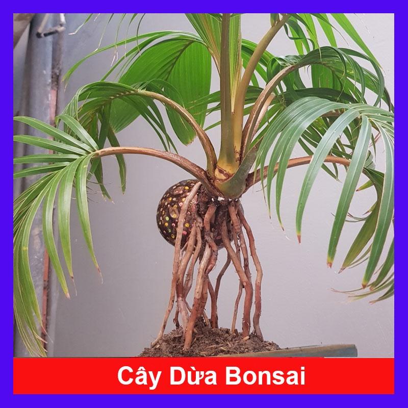 Cây Dừa Bonsai - cây cảnh để bàn + tặng phân bón cho cây