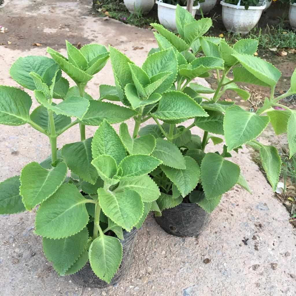 Cây Húng Chanh,Cây Gia Vị,Hương Thơm Dịu Nhẹ Tán Xum