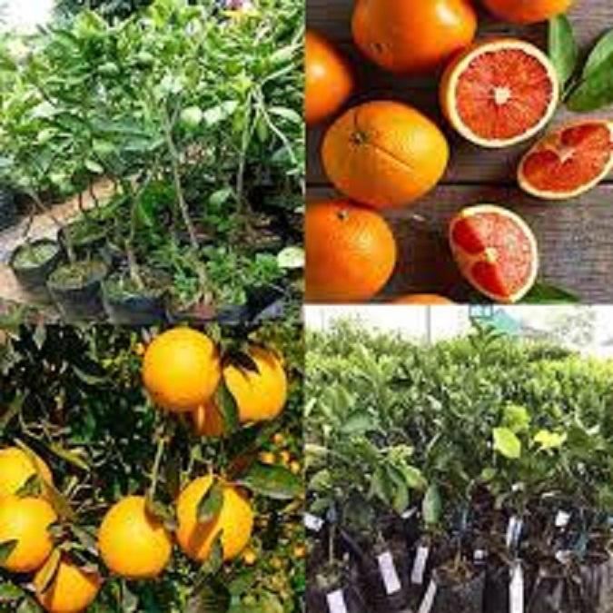 CÂY GIỐNG CAM CARA RUỘT ĐỎ KHÔNG HẠT SIÊU NGON SIÊU QUẢ- CAM KÊT GIỐNG CHUẨN F1