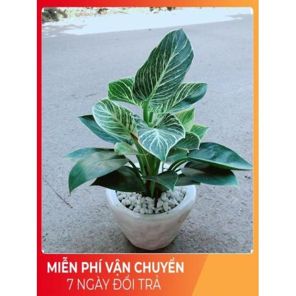 Chậu Trầu Bà Hoàng Kim