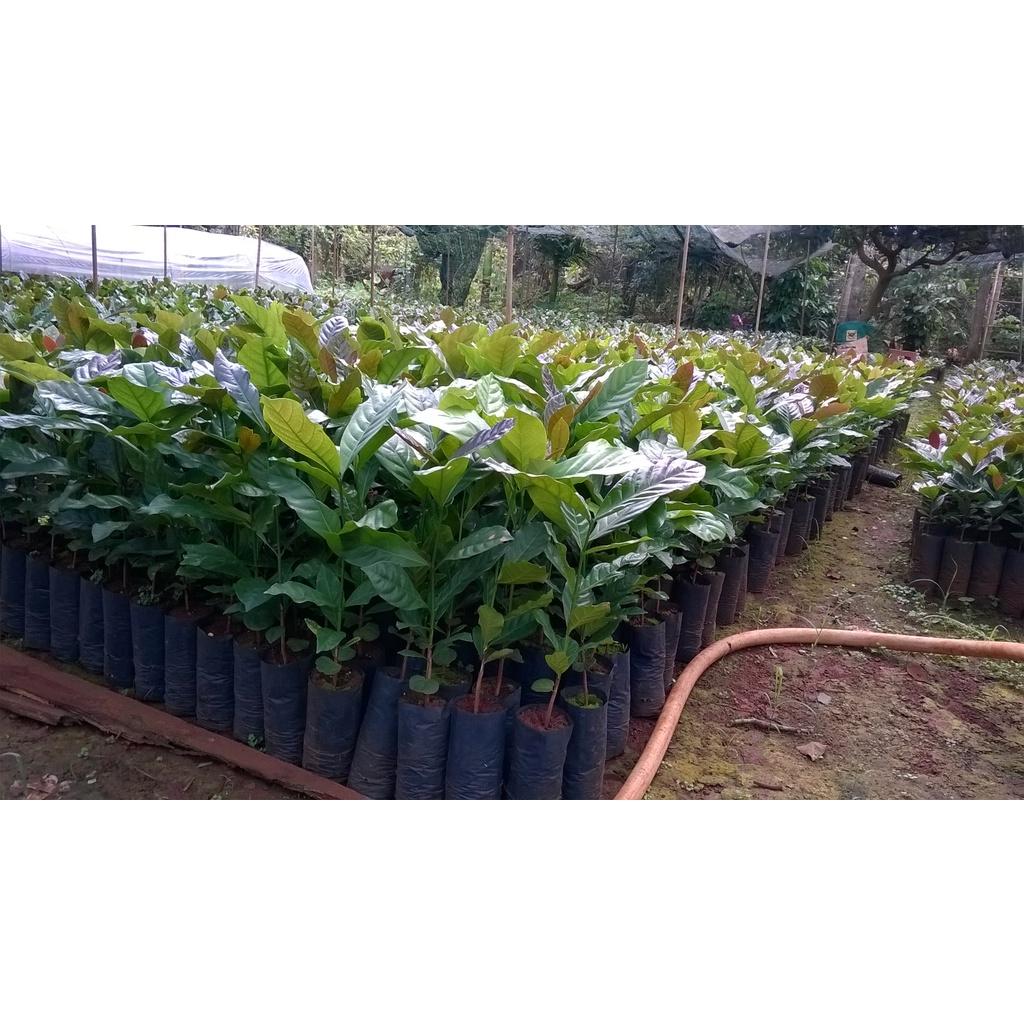 CÂY GIỐNG CÀ PHÊ XANH LÙN CAO SẢN.