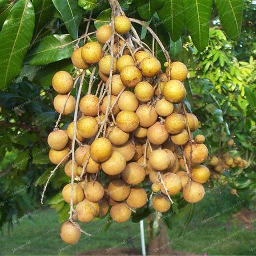 Cây giống NHÃN LỒNG HƯNG YÊN MUỘN - Cây giống chuẩn F1