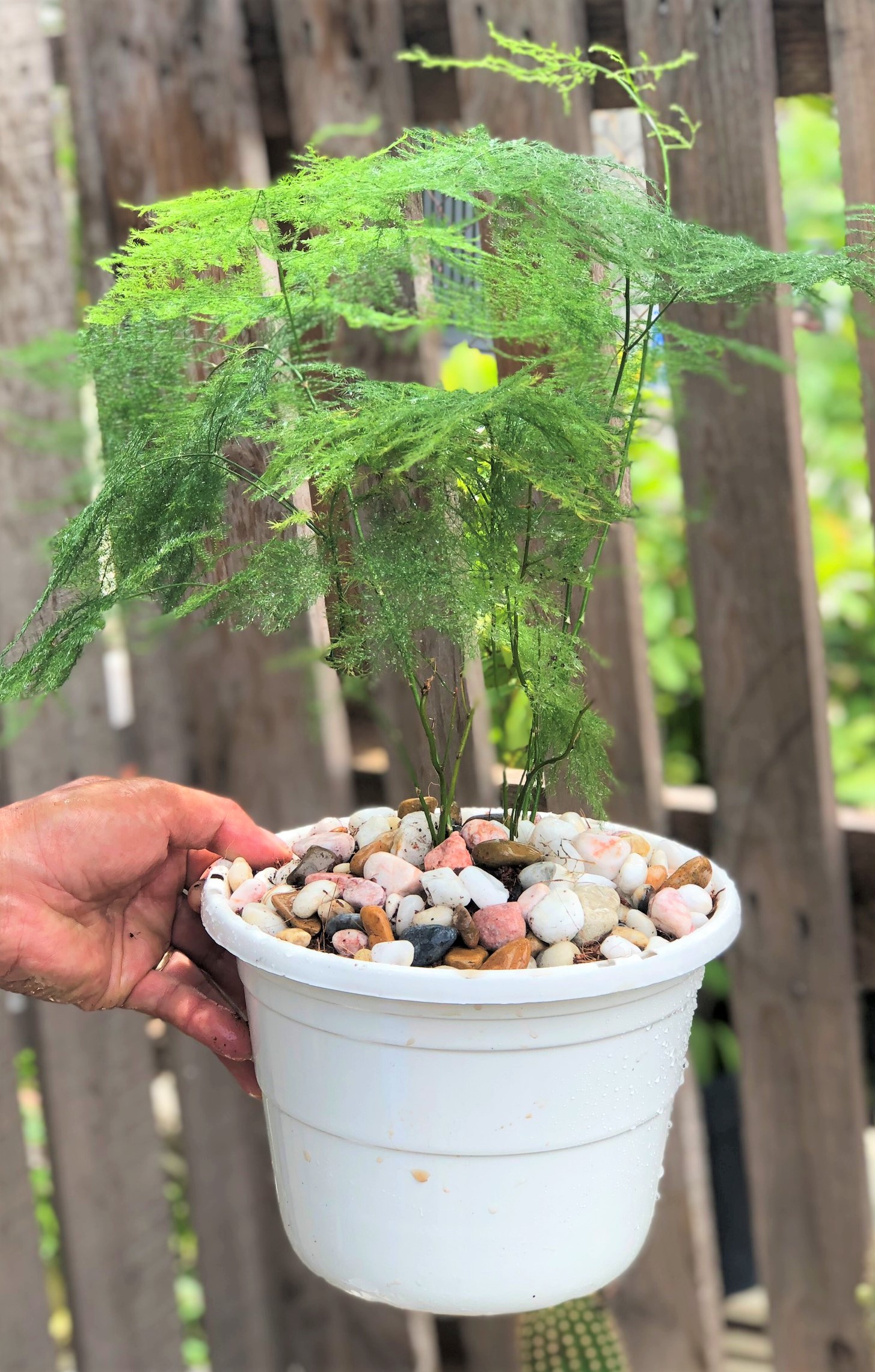 Chậu cây Thủy Tùng