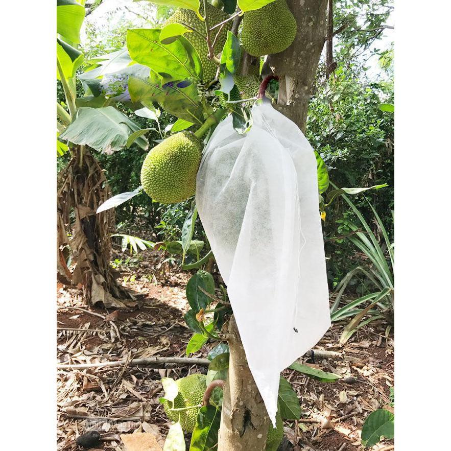 100 TÚI BỌC QUẢ KÍCH THƯỚC 45x60CM - Túi bọc giúp hạn chế tác hại của sâu,ong, côn trùng gây hại quả