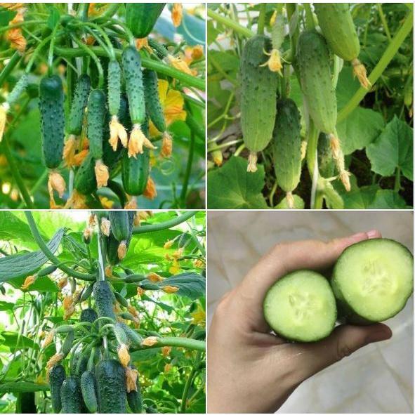 Combo 2 gói hạt giống dưa chuột bao tử siêu trái-gói 10 hạt/tặng kèm gói phân bón lót