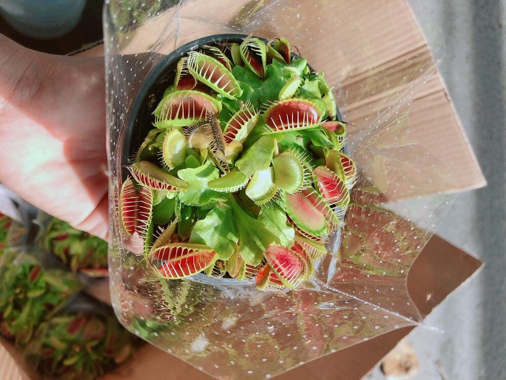 Cây Bắt Mồi Hàng Đẹp