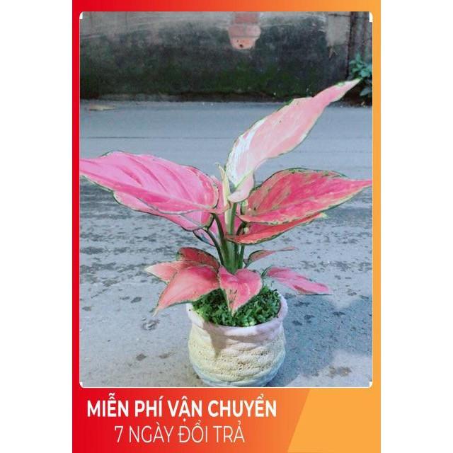 Chậu Vạn Lộc Hồng