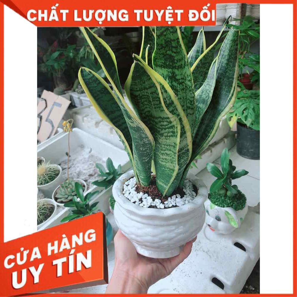 Chậu lưỡi hổ Nhiều Người Mua
