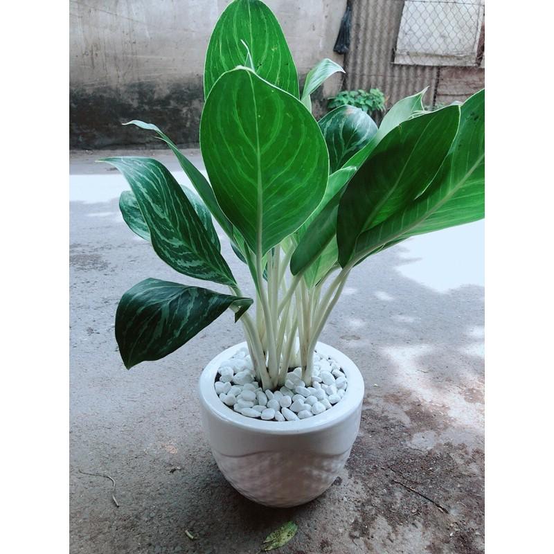 Chậu Cây Bạch Mã Hoàng Tử