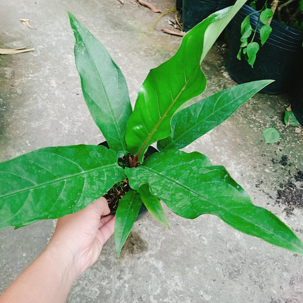 Cây Trầu Bà Đế Vương Ý - cây cảnh để bàn