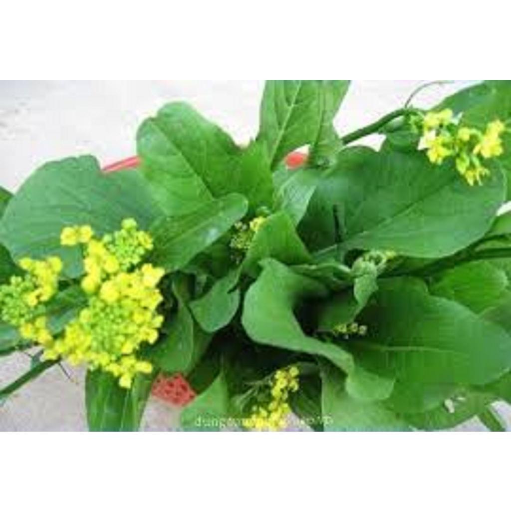 HẠT GIỐNG CÂY CẢI NGỌT BÔNG cao sản