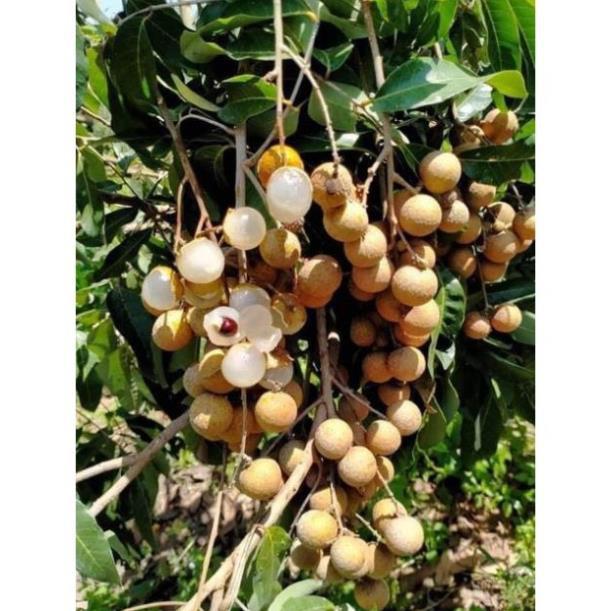 Cây Giống Nhãn Indo Hạt Lép, Cơm Dày, Vỏ Mỏng và Trái To