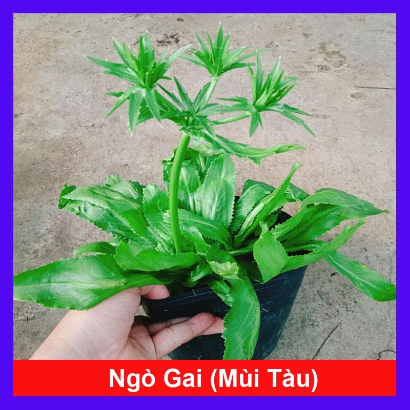Chậu Cây Rau Ngò Gai ( Cây Mùi Tàu ) 100% rau sạch nhà vườn
