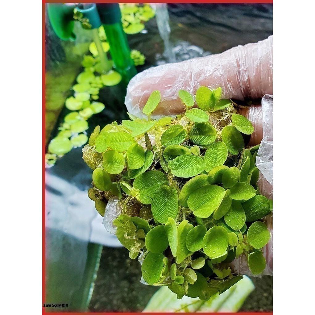 Tổng hợp các loại bèo , rong thủy sinh hồ cá bể cá