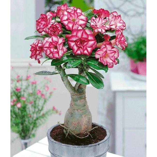 Hạt giống cây hoa sứ Thái nhiều màu KNS3507 - Gói 8 hạt