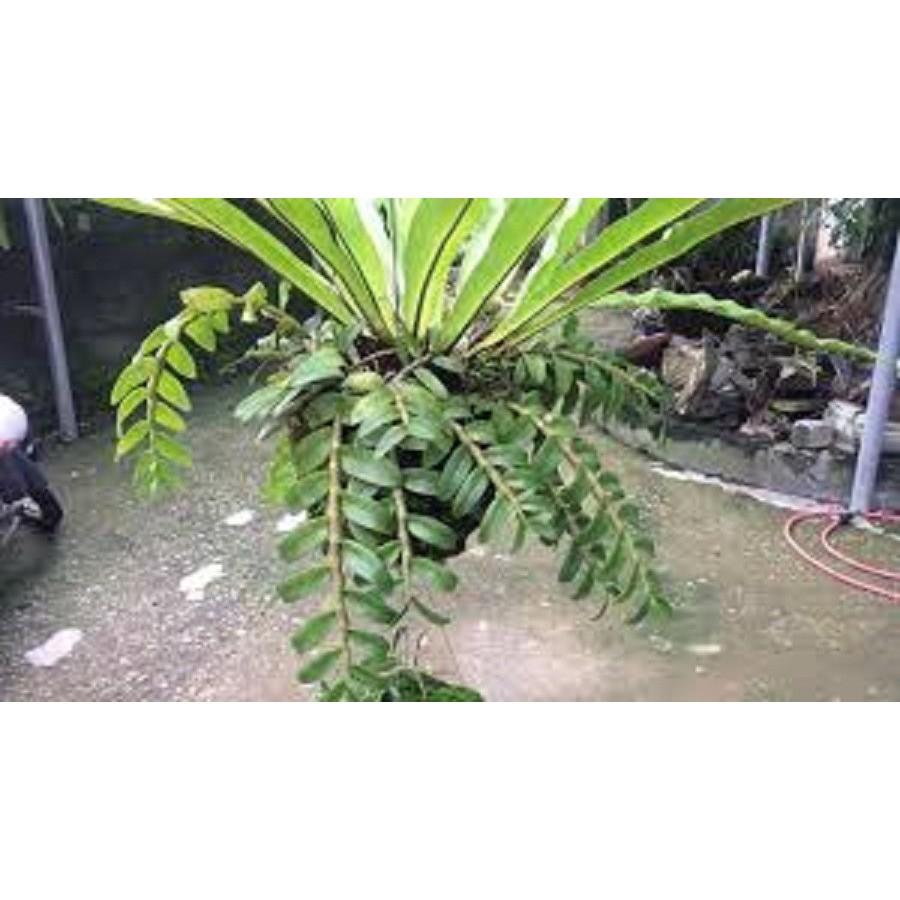 CÂY TỔ QUẠ - CÂY PHONG THỦY