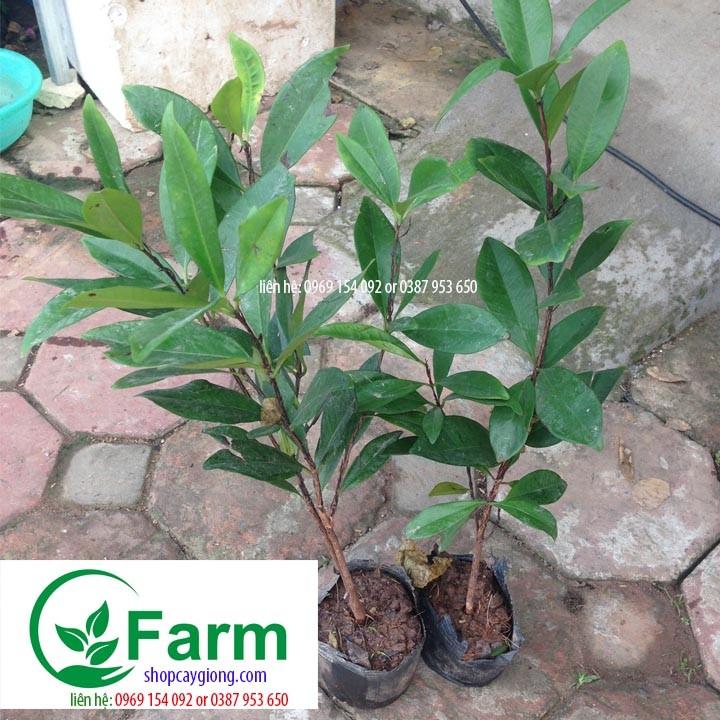 Cây cherry brazil chịu nhiệt cây đẹp chuẩn giống