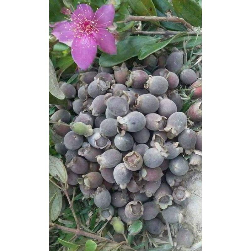 Cây sim rừng