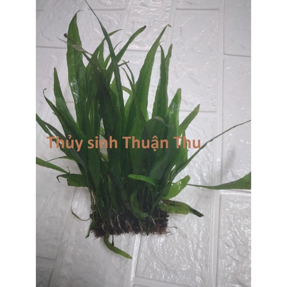 Dương xỉ lá hẹp_Cây thủy sinh dễ trồng không cần co2