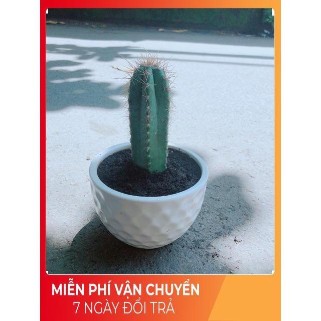 Xương Rồng Trụ