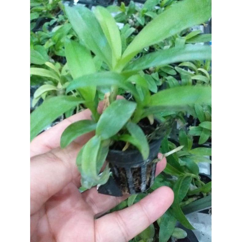 Hoa phong lan - trầm 5ct