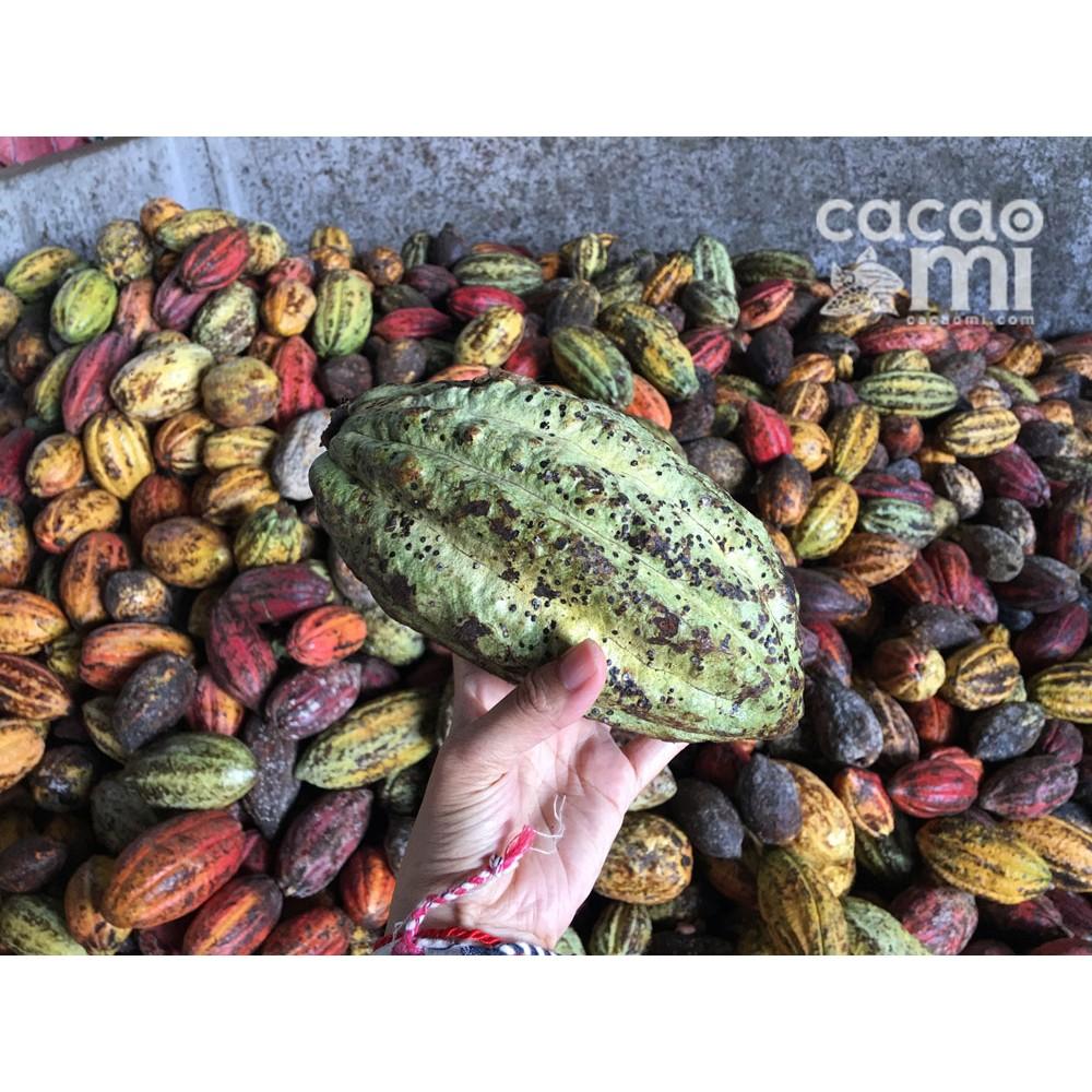 Bột cacao sữa hoà tan 3in1 thơm ngon CACAOMI chuyên thức uống sô cô la đậm đà vị ca cao nguyên chất - 1kg