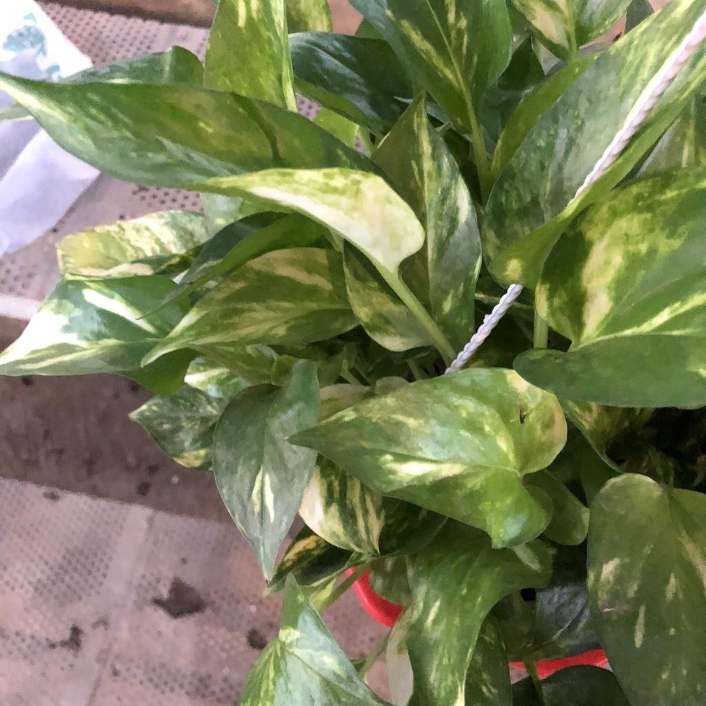 Cây trầu bà đốm rủ chậu treo, đường kính 20cm ngọn rủ bắt mắt lá to đẹp thích hợp trang trí ban côn