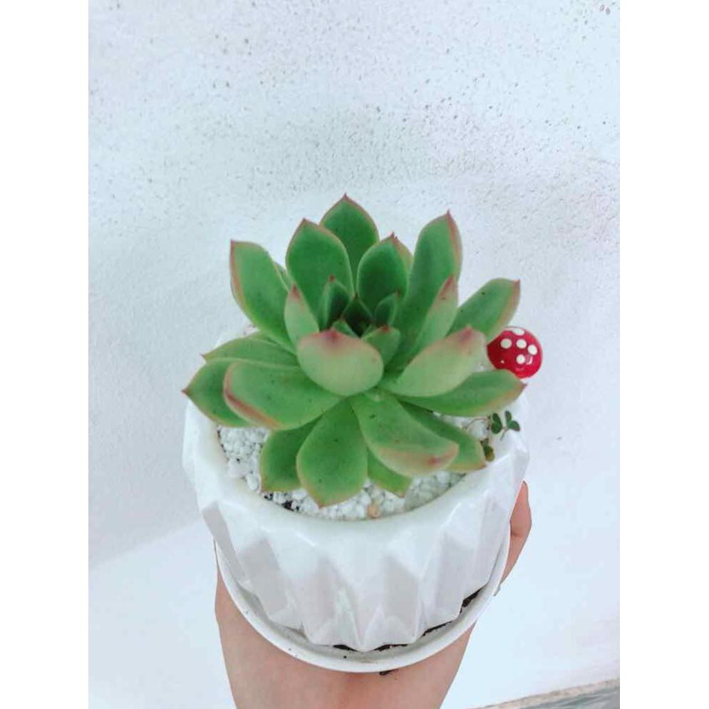 Chậu cây sen đá Bán Chạy