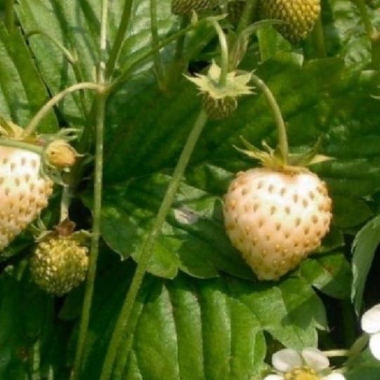 Combo 2 gói Hạt giống dâu tây trắng chịu nhiệt/Gói 50 hạt-tặng kèm gói phân bón lót