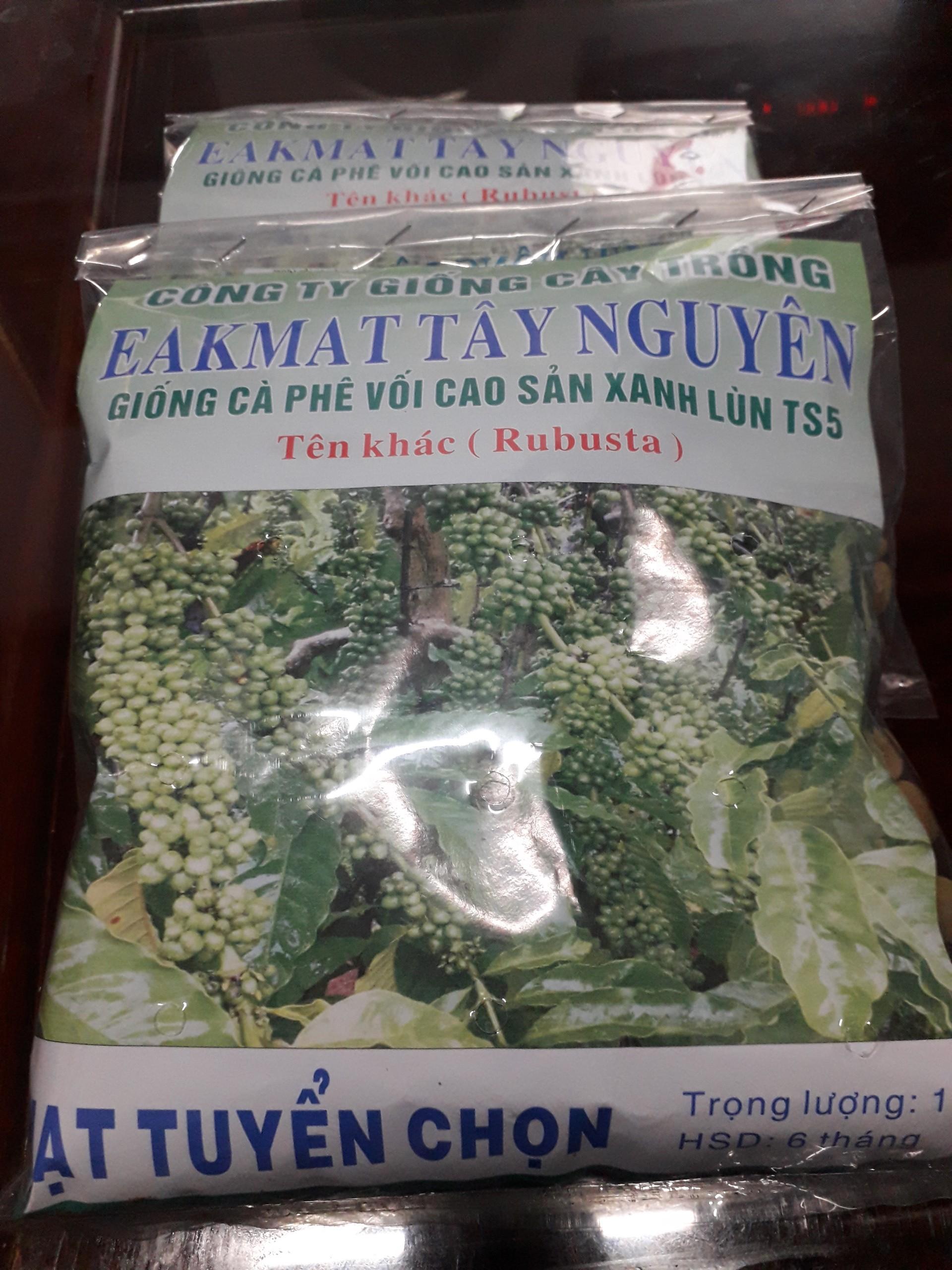 1 KG HẠT GIỐNG CÀ PHÊ XANH LÙN