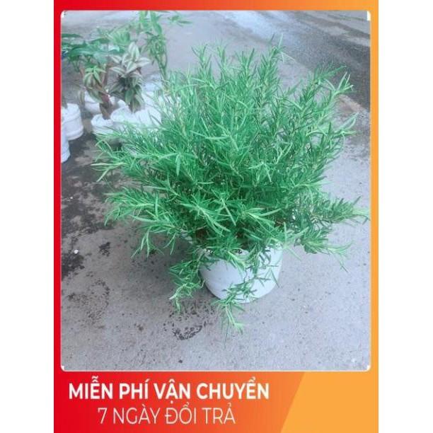 Chậu Hương Thảo Size Đại