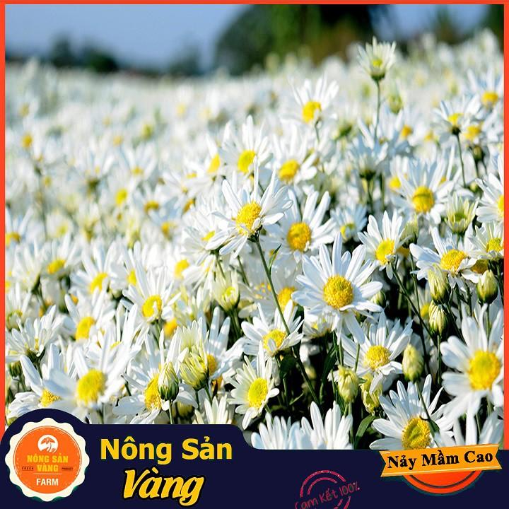 Hạt giống Hoa Cúc Họa Mi Trắng