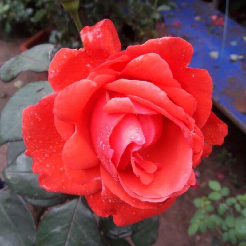 Hoa hồng cổ Tàu đỏ cam  - hoa to, siêng hoa