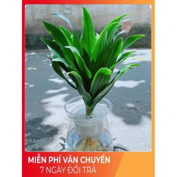 Chậu Phát Tài Thuỷ Sinh