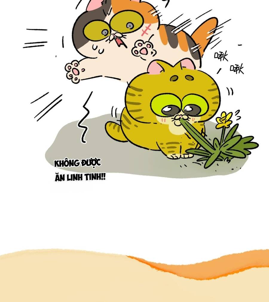 a mãn và mạch trà chapter 187 6