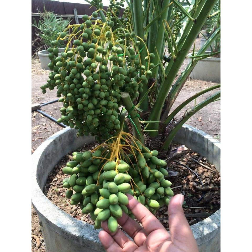 Hạt giống cây chà là Israel - 10 hạt/gói