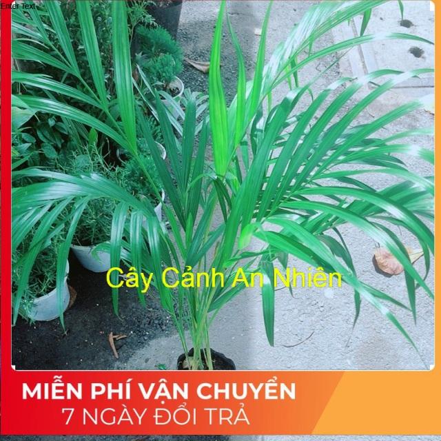 Cây Cau Kiểng